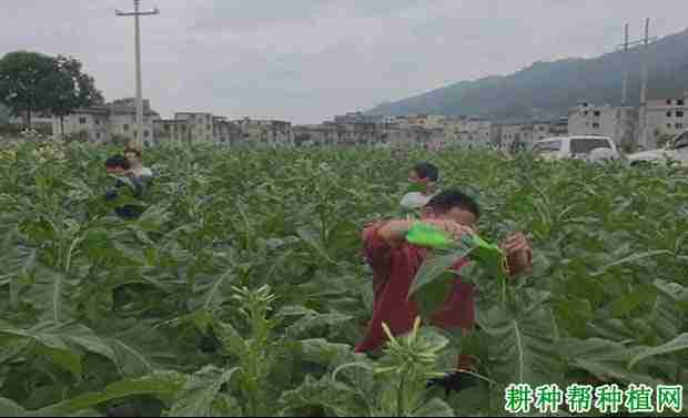 芝麻什么时候打顶增产(芝麻什么时候打顶产量高?)